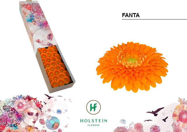 Срезанные цветы оптом Germini gerponi fanta от 60шт из Голландии с доставкой по России