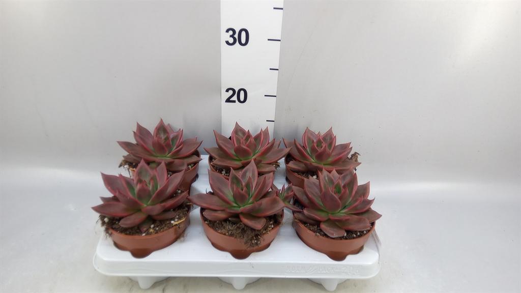 Горшечные цветы и растения оптом Echeveria taurus от 6шт из Голландии с доставкой по России