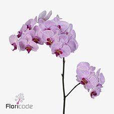 Срезанные цветы оптом Phalaenopsis shanghai (per flower) от 100шт из Голландии с доставкой по России