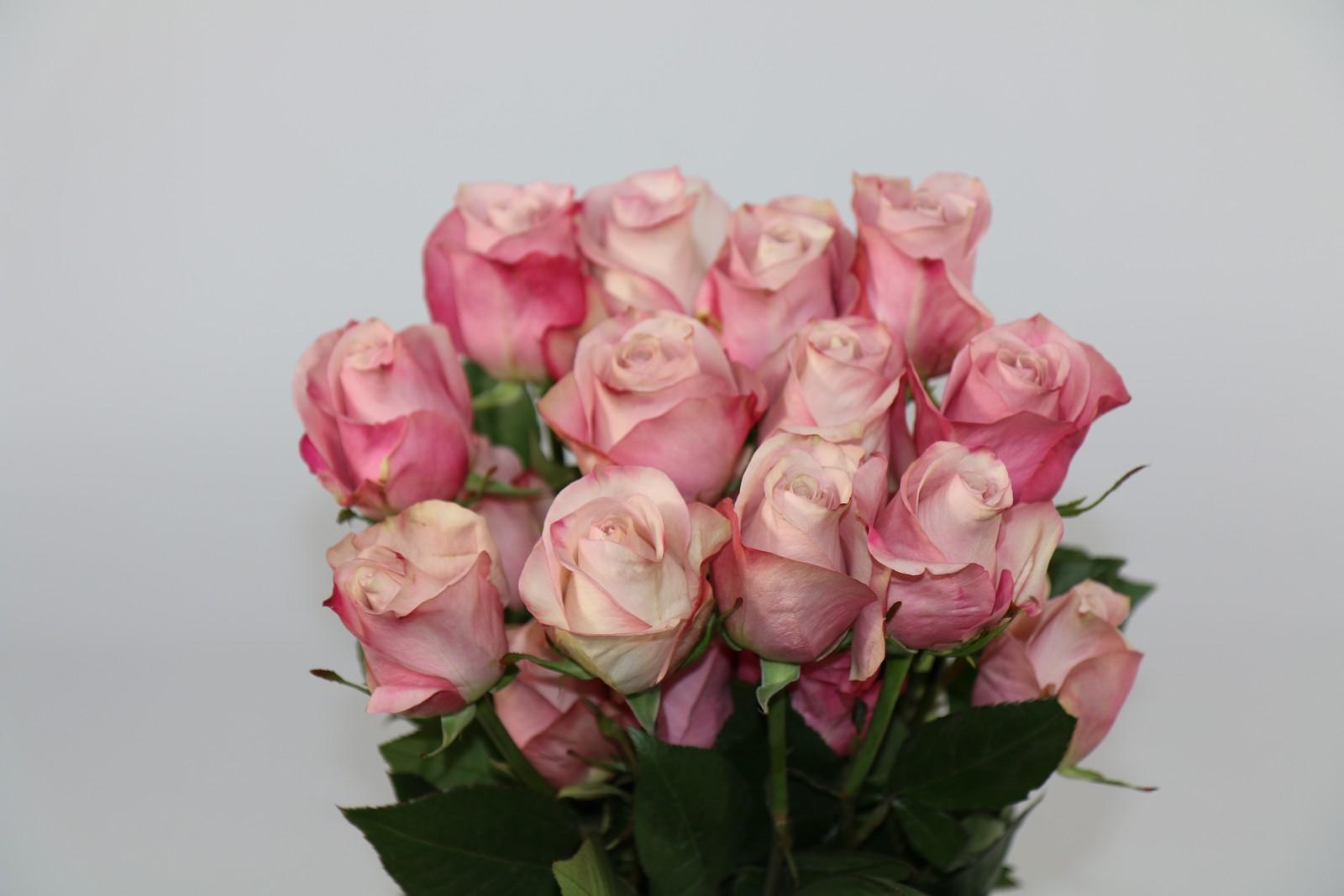 Срезанные цветы оптом Rosa ec secret garden от 40шт. из Голландии с доставкой по России