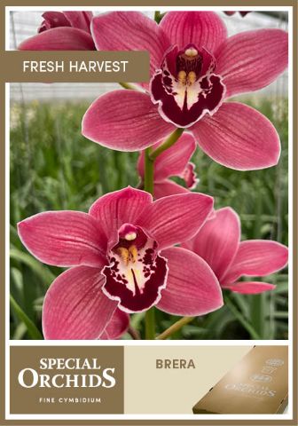 Срезанные цветы оптом Cymbidium red brera от 4шт из Голландии с доставкой по России