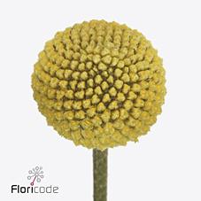 Срезанные цветы оптом Craspedia paintball pop от 80шт из Голландии с доставкой по России