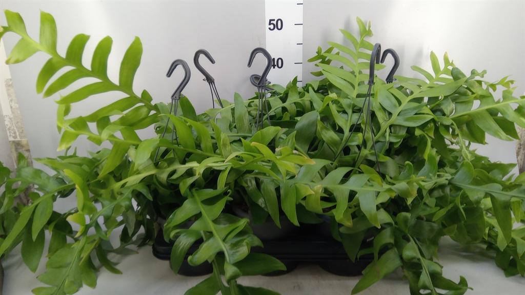 Горшечные цветы и растения оптом Epiphyllum ... от 6шт из Голландии с доставкой по России