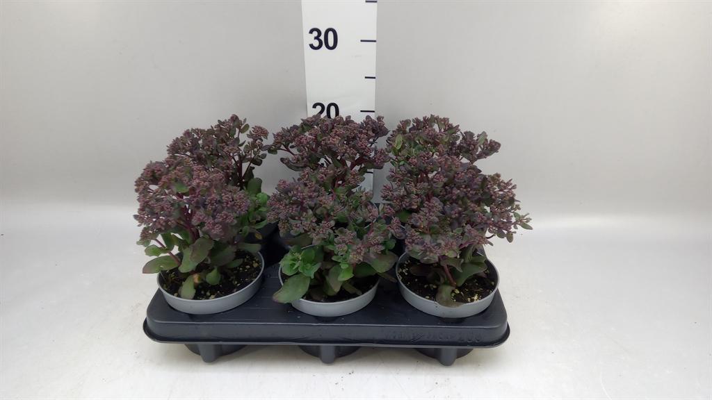 Горшечные цветы и растения оптом Sedum ... от 6шт из Голландии с доставкой по России