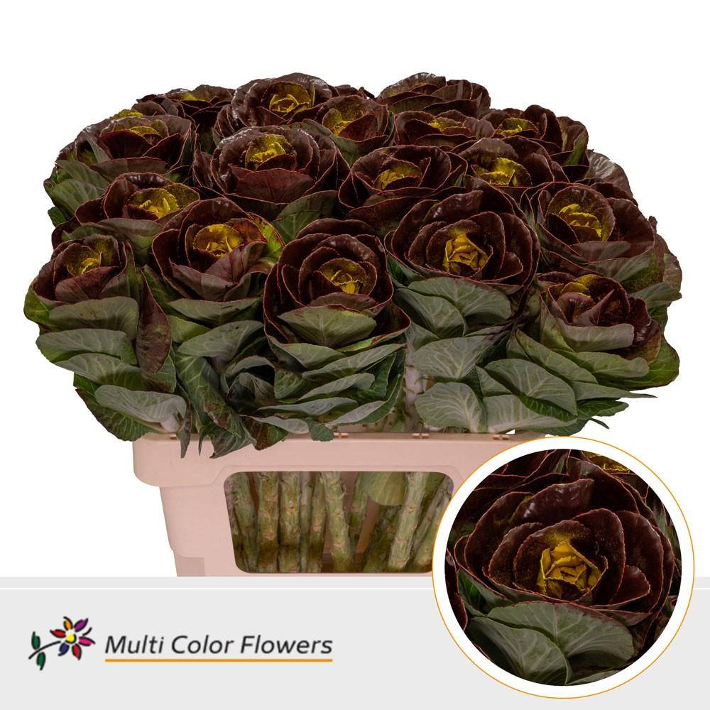 Срезанные цветы оптом Brassica paint bordeaux + yellow eye от 20шт из Голландии с доставкой по России
