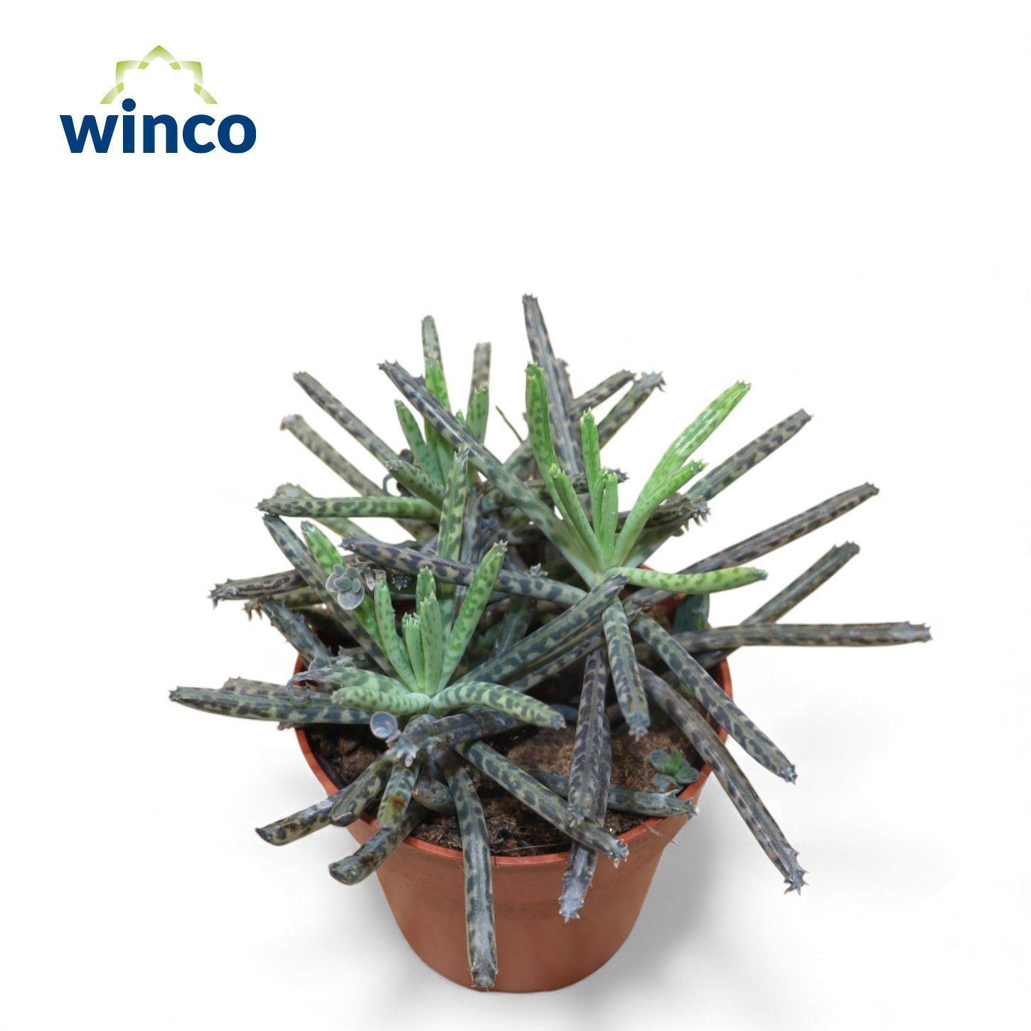 Горшечные цветы и растения оптом Kalanchoe Ov от 18шт (для телеги) из Голландии с доставкой по России