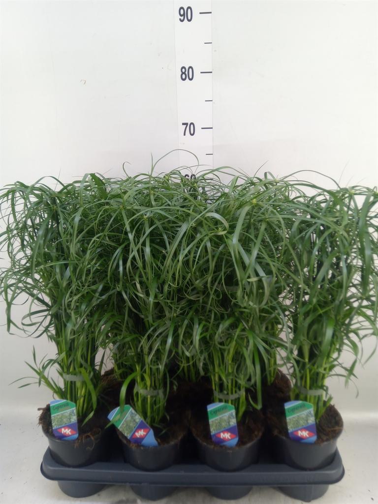 Горшечные цветы и растения оптом Cyperus Alternifolius от 7шт из Голландии с доставкой по России