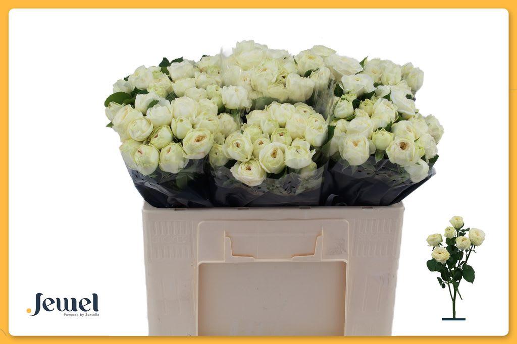 Срезанные цветы оптом Rosa spray snowy trendsetter от 30шт из Голландии с доставкой по России