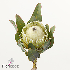 Срезанные цветы оптом Protea polar princess от 5шт из Голландии с доставкой по России