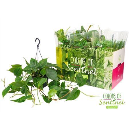 Горшечные цветы и растения оптом Philodendron Scandens Hang от 4шт из Голландии с доставкой по России