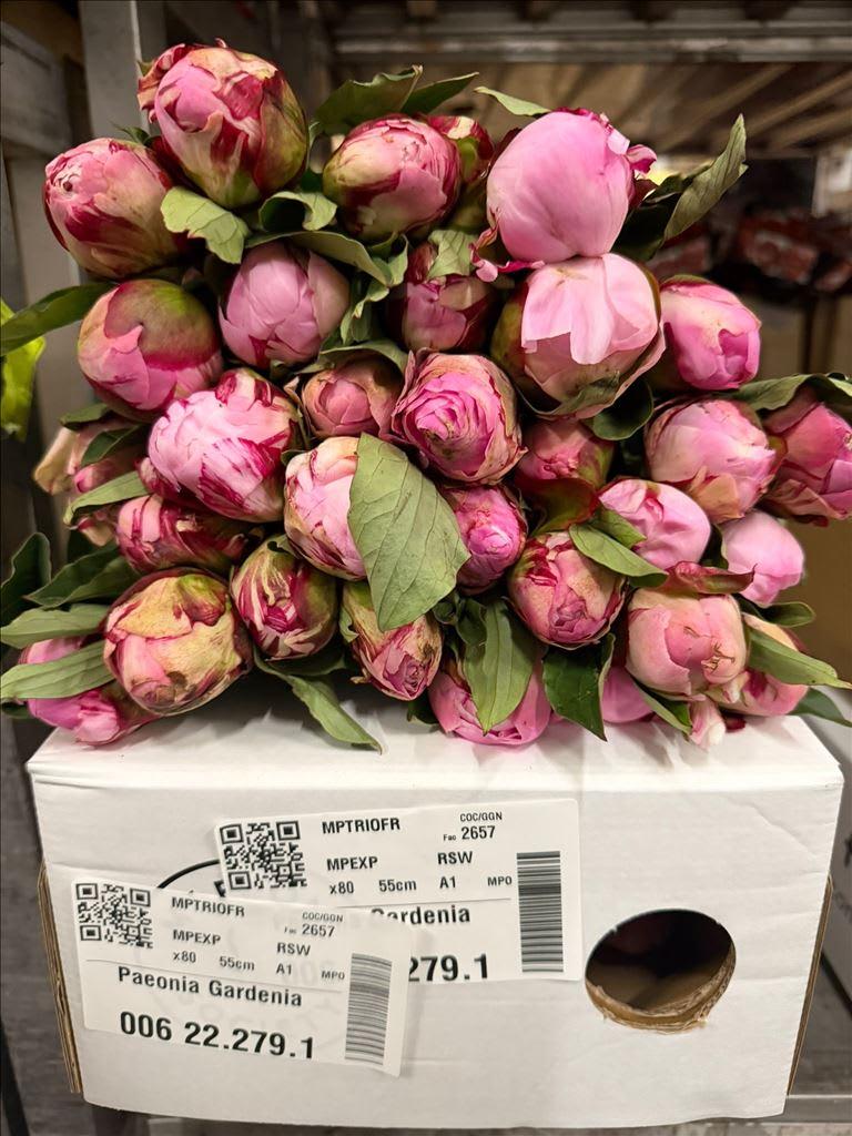 Срезанные цветы оптом Paeonia gardenia A от 80шт из Голландии с доставкой по России