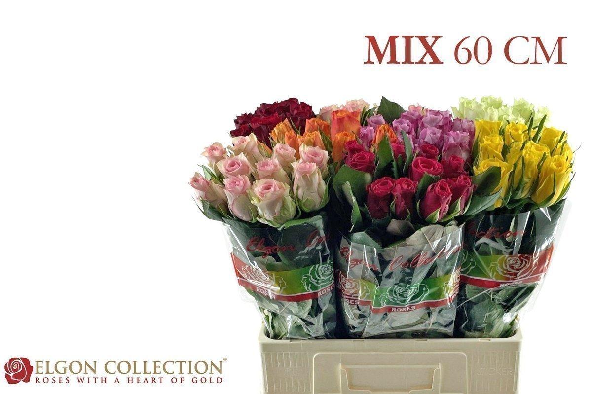 Срезанные цветы оптом Rosa large mix in bucket от 80шт из Голландии с доставкой по России