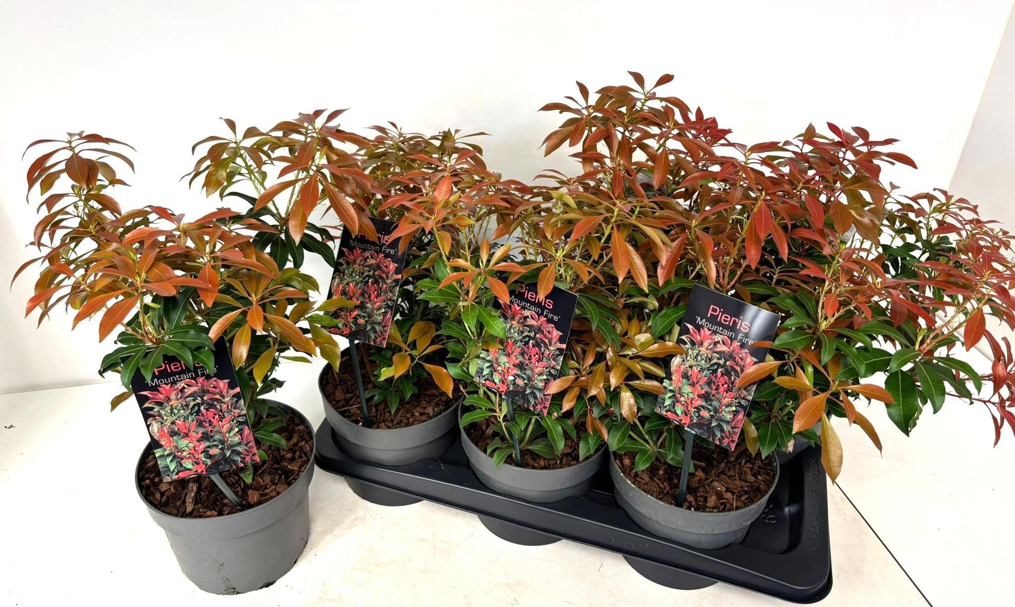 Горшечные цветы и растения оптом Pieris Ja Mount Fire от 6шт из Голландии с доставкой по России