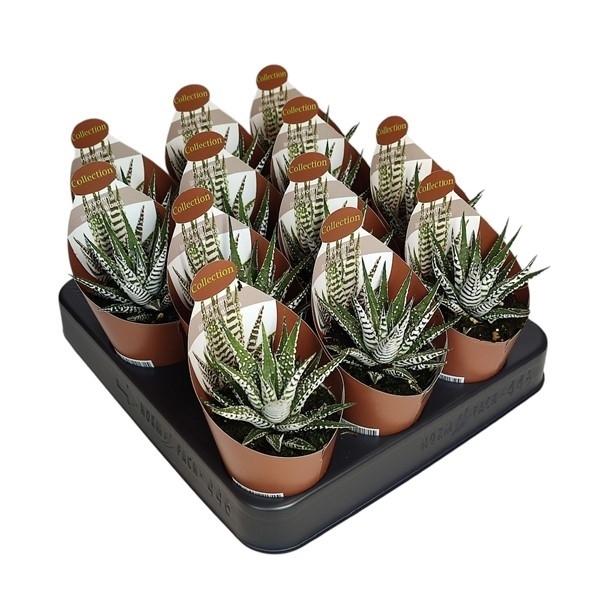 Горшечные цветы и растения оптом Haworthia Limifolia Albata от 12шт (для телеги) из Голландии с доставкой по России