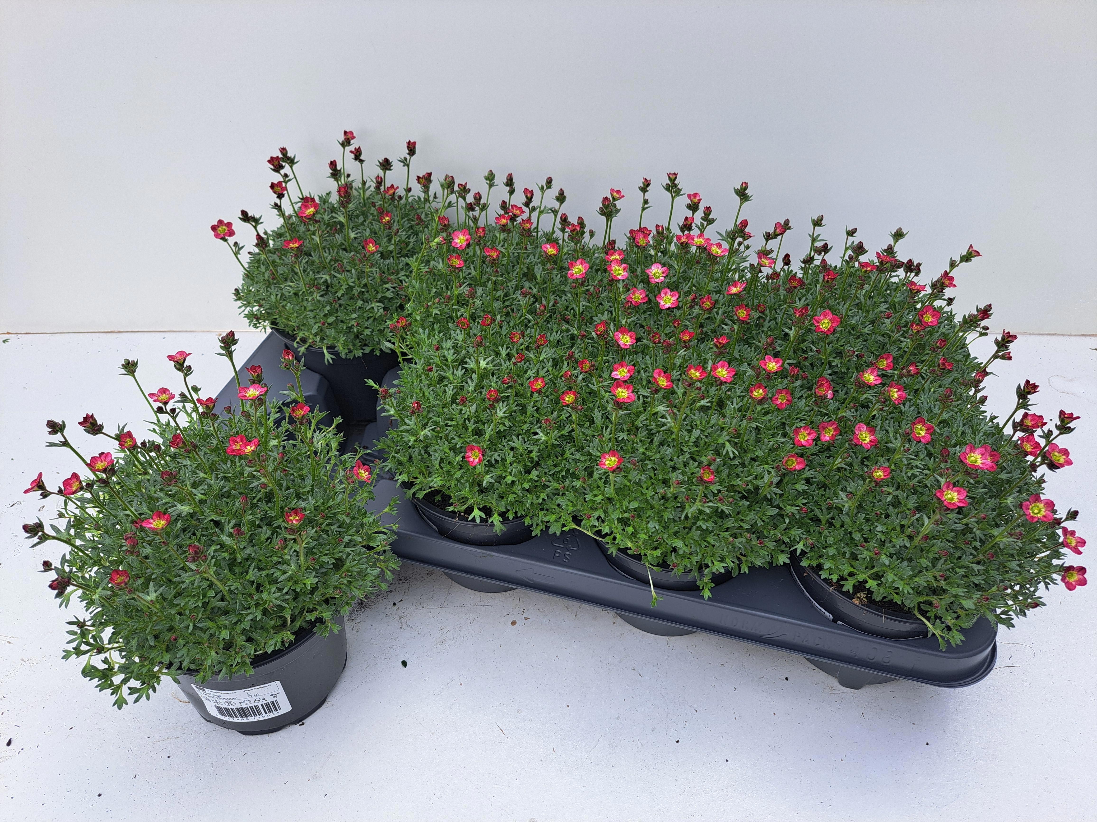 Горшечные цветы и растения оптом Saxif Ar Peter Pan от 8шт из Голландии с доставкой по России