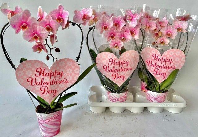 Горшечные цветы и растения оптом Phal Ov от 6шт (для телеги) из Голландии с доставкой по России