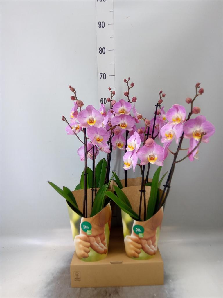 Горшечные цветы и растения оптом Phalaenopsis   ...rose от 4шт из Голландии с доставкой по России