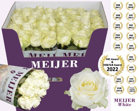 Срезанные цветы оптом Rosa large avalanche+ Meijer White от 40шт. из Голландии с доставкой по России