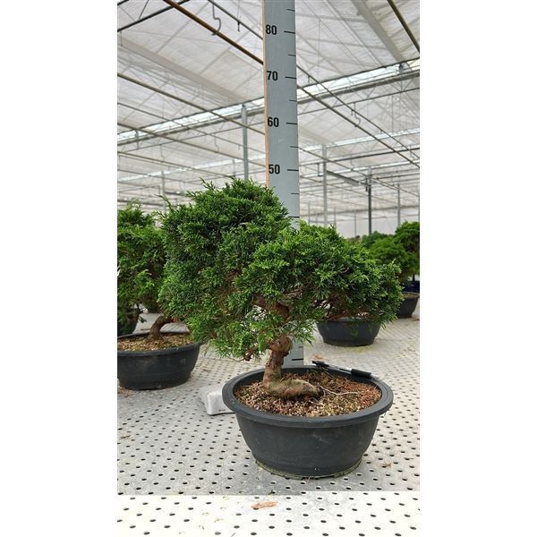 Горшечные цветы и растения оптом Bonsai Juniperus Chinensis, 27cm., In Trainingspot от 2шт из Голландии с доставкой по России