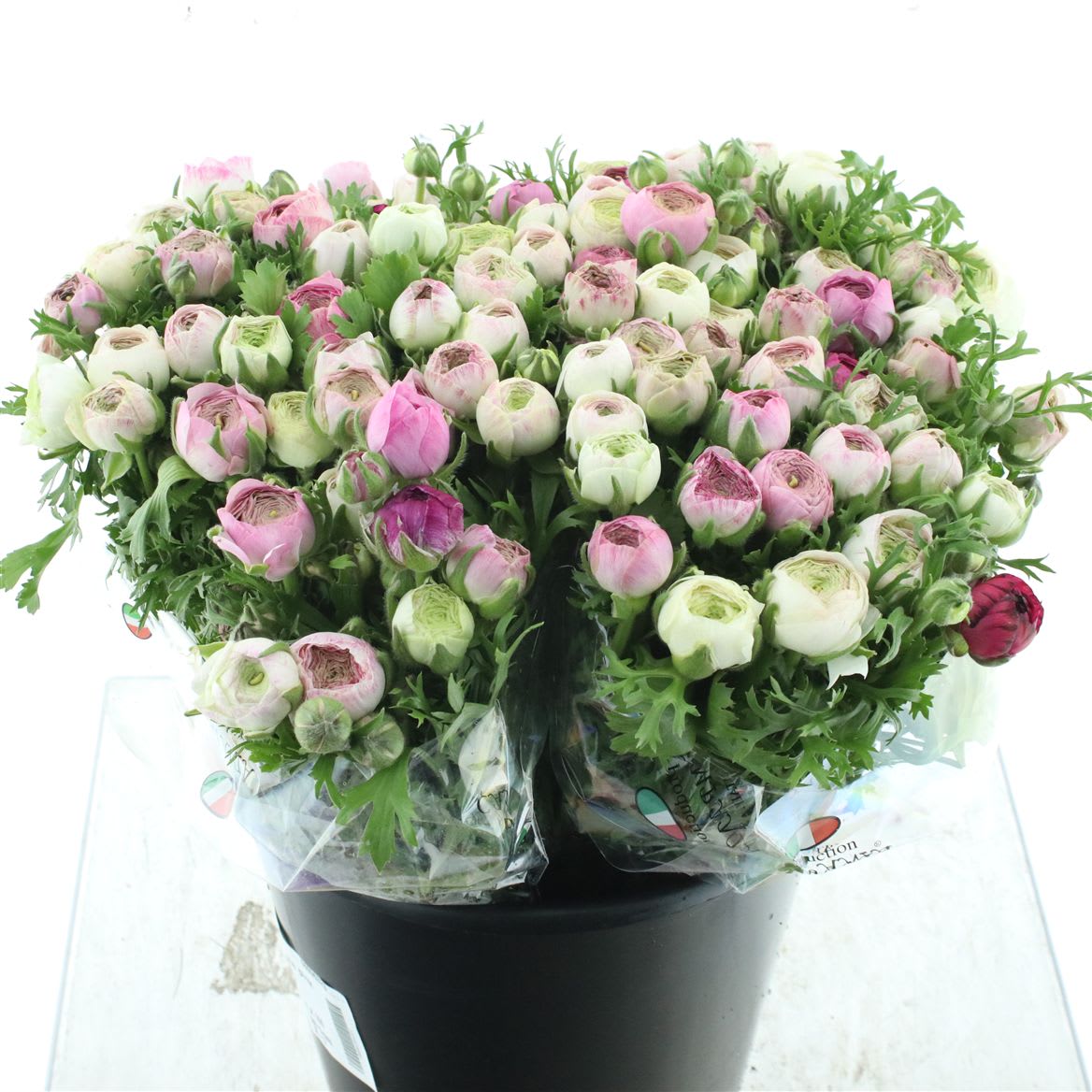 Срезанные цветы оптом Ranunculus white sfumato от 100шт. из Голландии с доставкой по России