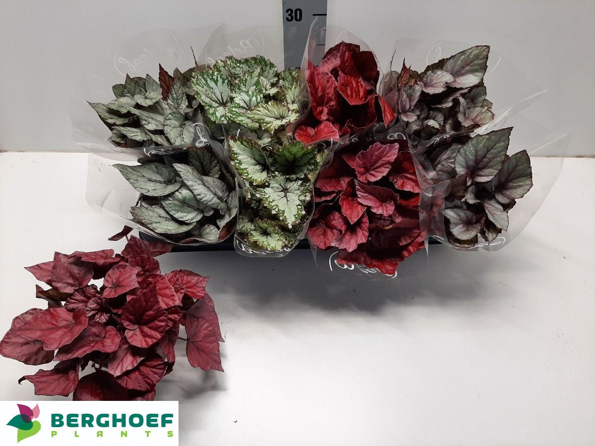 Горшечные цветы и растения оптом Beg Bel Gem от 8шт (для телеги) из Голландии с доставкой по России