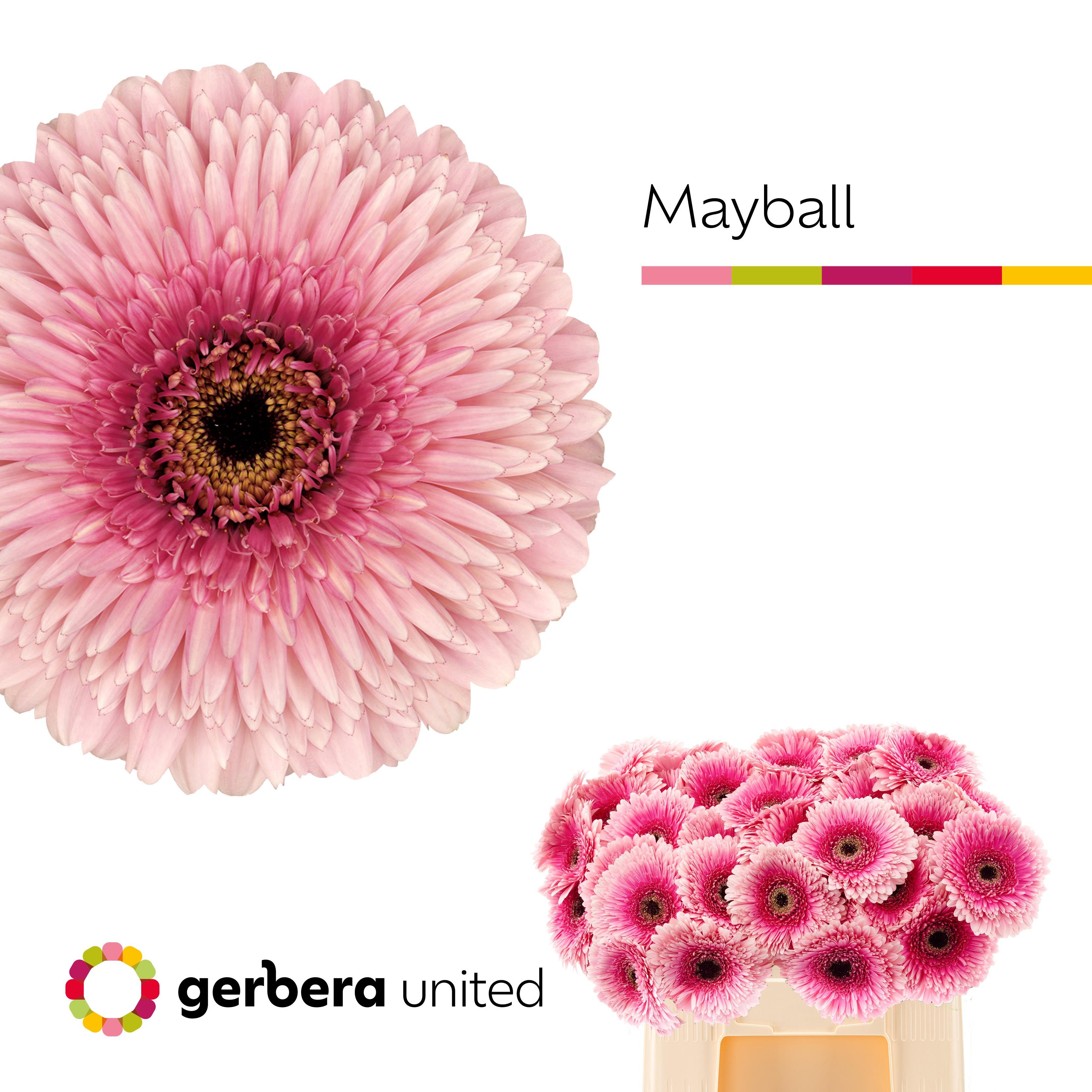 Срезанные цветы оптом Gerbera gerponi mayball от 40шт из Голландии с доставкой по России