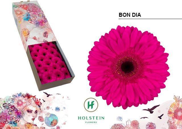 Срезанные цветы оптом Gerbera bon dia от 50шт. из Голландии с доставкой по России