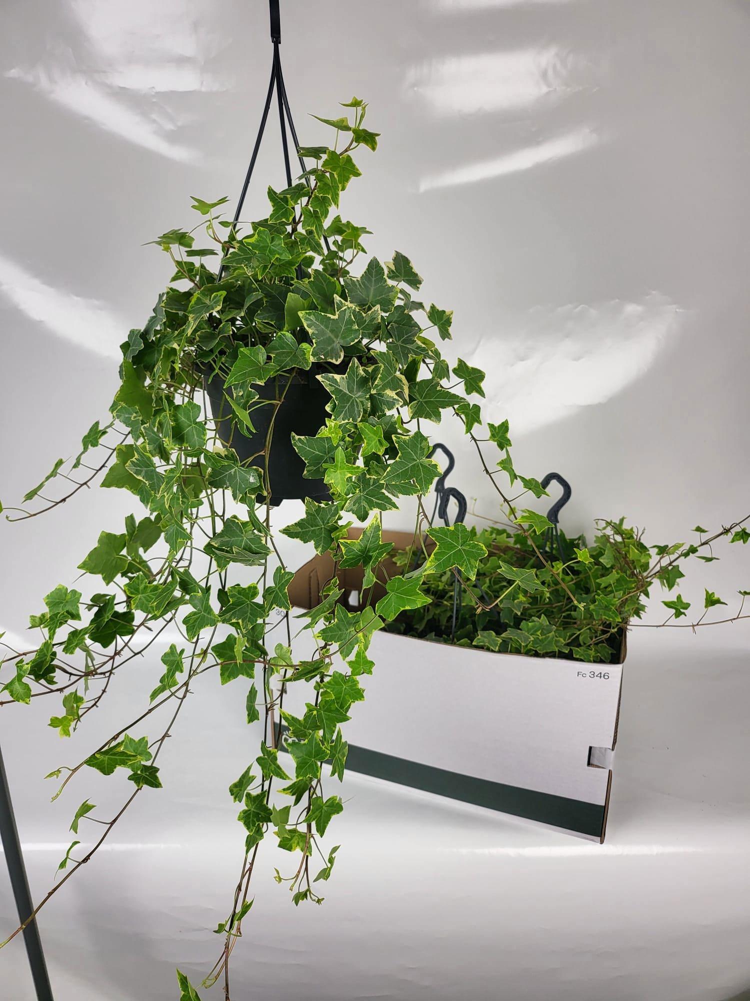 Горшечные цветы и растения оптом Hed He Goldchild от 4шт из Голландии с доставкой по России