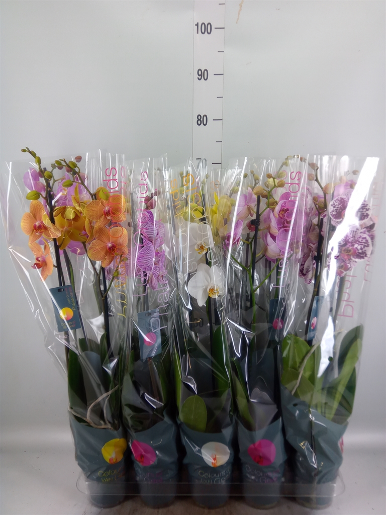 Горшечные цветы и растения оптом Phalaenopsis   ...mix 10 от 10шт из Голландии с доставкой по России