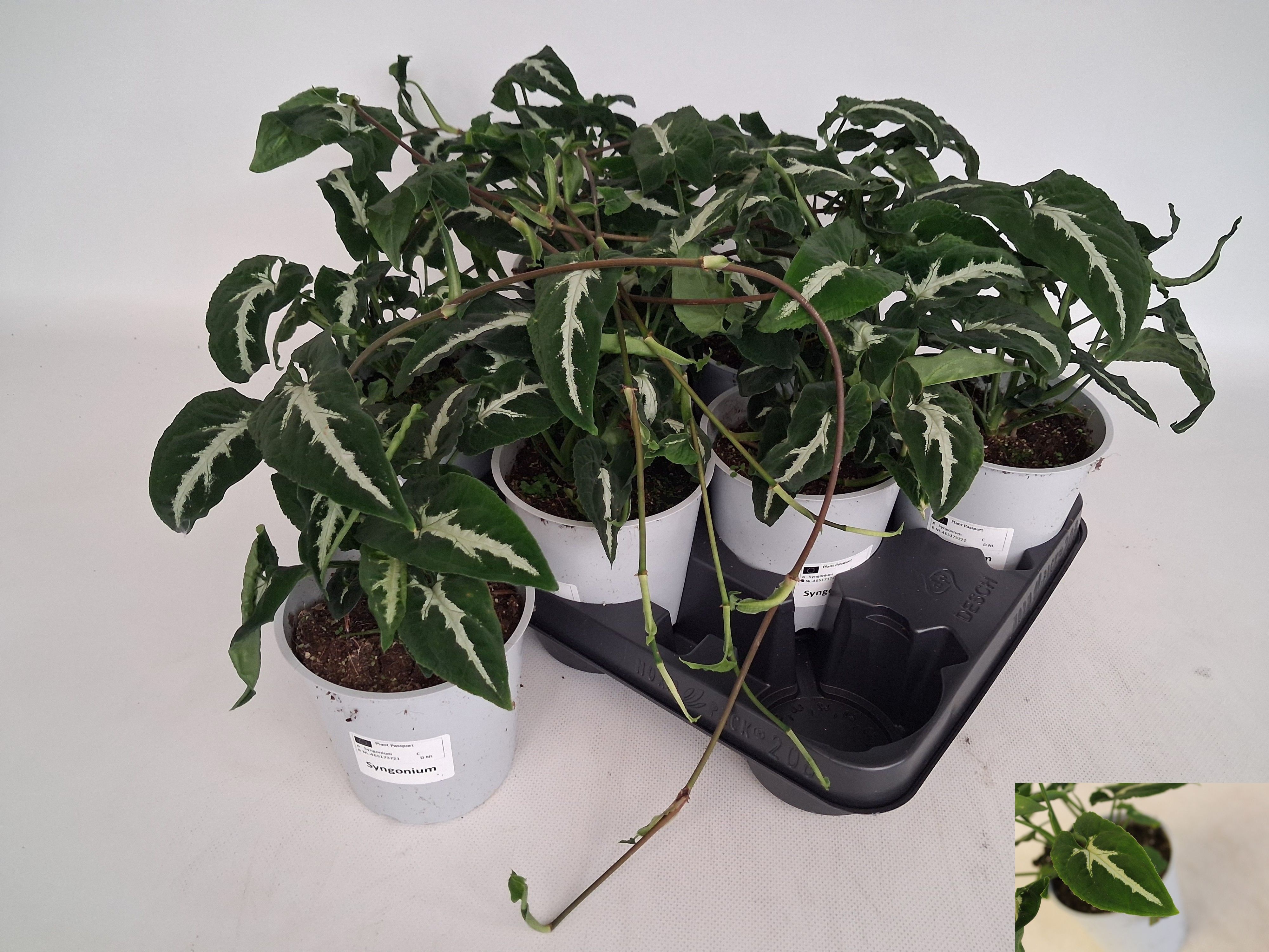 Горшечные цветы и растения оптом Syng Ov от 8шт из Голландии с доставкой по России