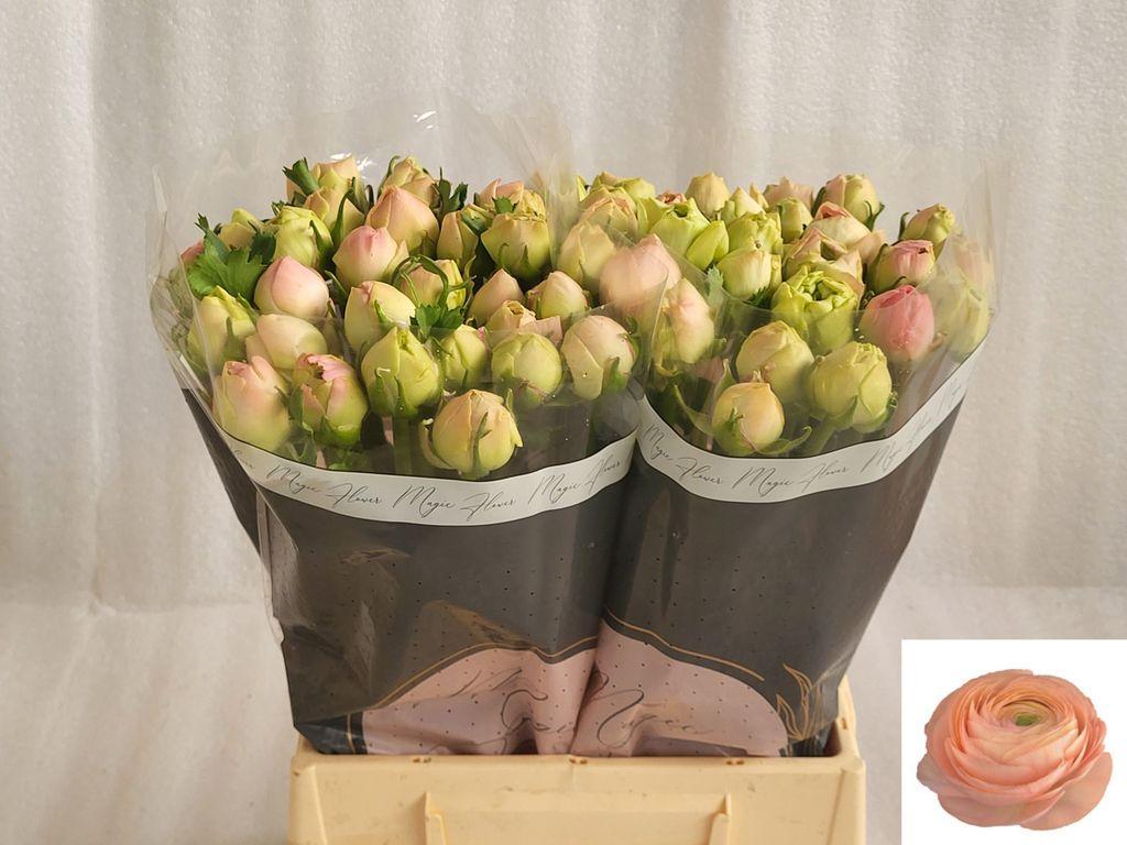Срезанные цветы оптом Ranunculus clooney grand pastel от 60шт из Голландии с доставкой по России
