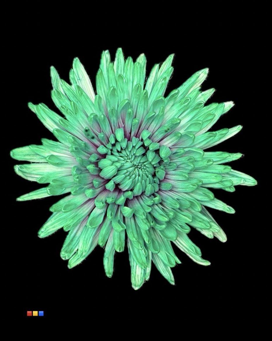 Срезанные цветы оптом Chrys bl paint topspin ibiza от 60шт из Голландии с доставкой по России