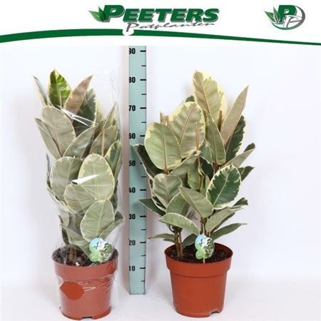 Горшечные цветы и растения оптом Ficus El Tineke 3pp от 1шт из Голландии с доставкой по России