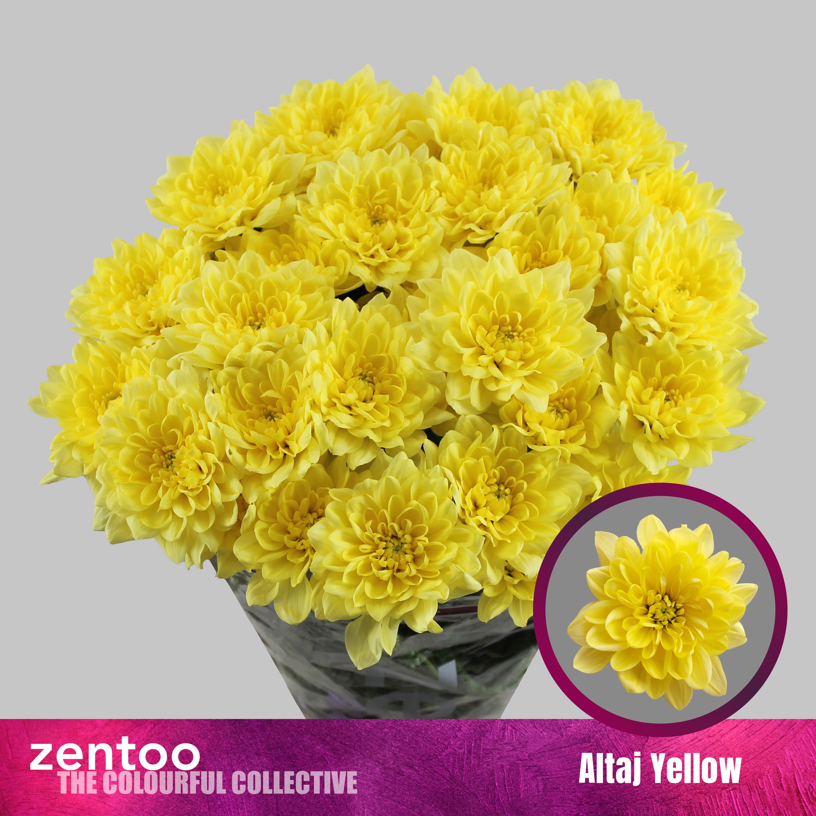 Срезанные цветы оптом Chrys sp altaj yellow от 80шт из Голландии с доставкой по России