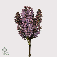 Срезанные цветы оптом Syringa ruhm von horstenstein от 40шт из Голландии с доставкой по России