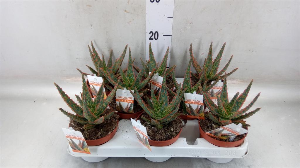 Горшечные цветы и растения оптом Aloe   ... от 8шт из Голландии с доставкой по России