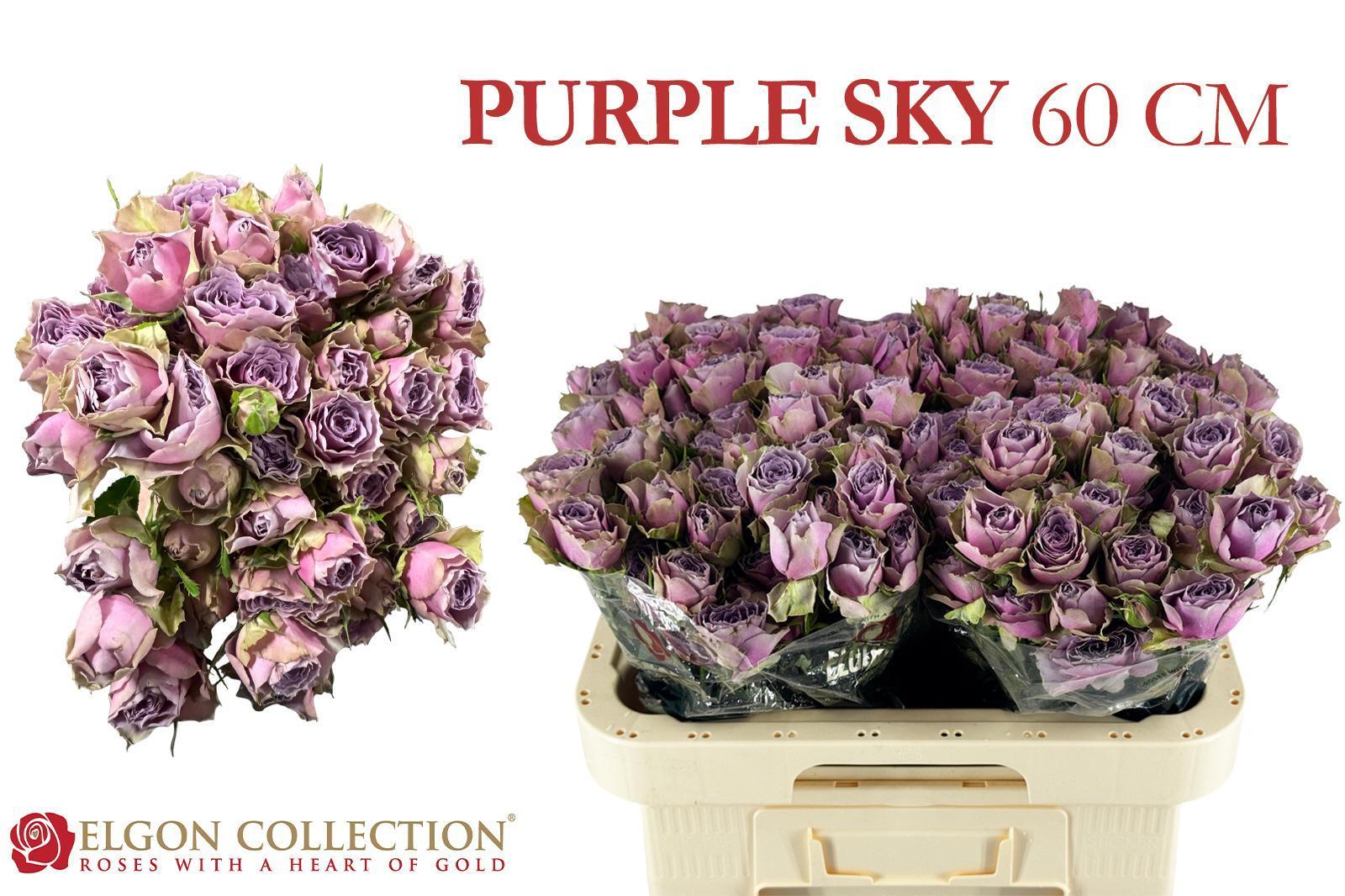 Срезанные цветы оптом Rosa spray purple sky от 200шт из Голландии с доставкой по России