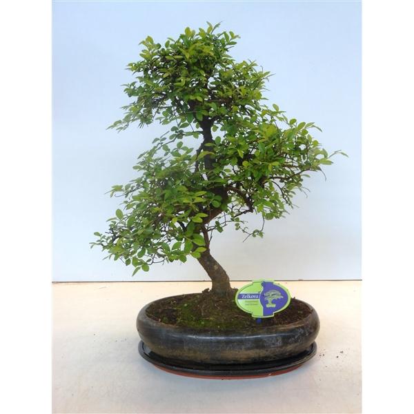 Горшечные цветы и растения оптом Bonsai Zelkova Parvifolia,  With Drip от 2шт из Голландии с доставкой по России