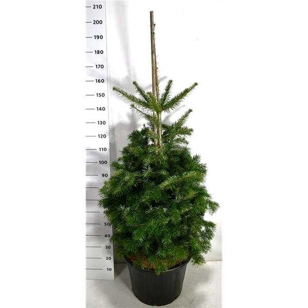 Горшечные цветы и растения оптом Abies Nordmanniana от 1шт из Голландии с доставкой по России