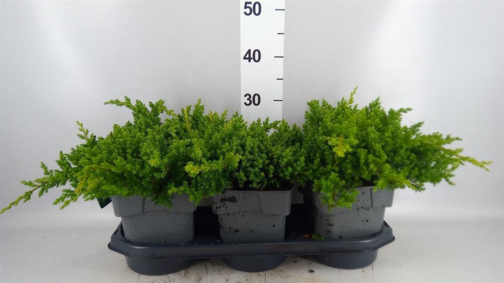 Горшечные цветы и растения оптом Juniperus Procumbens nana от 3шт из Голландии с доставкой по России