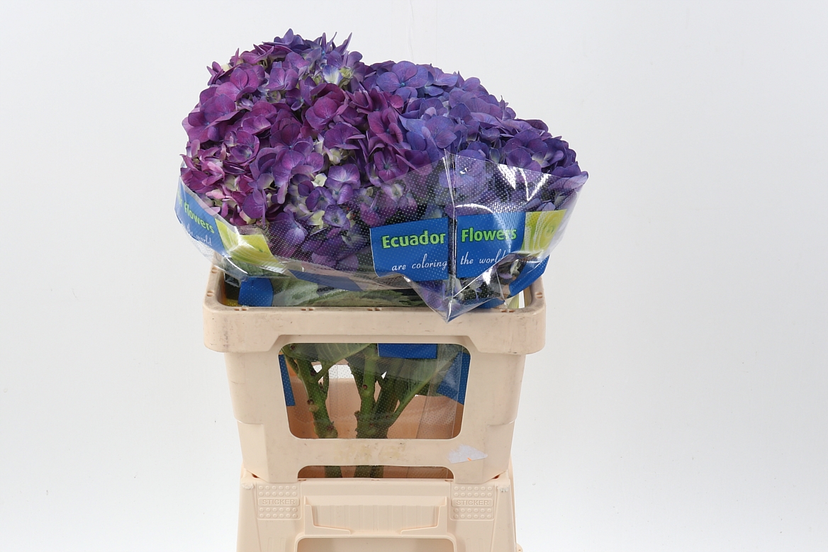 Срезанные цветы оптом Hydrangea beauty berry от 10шт из Голландии с доставкой по России