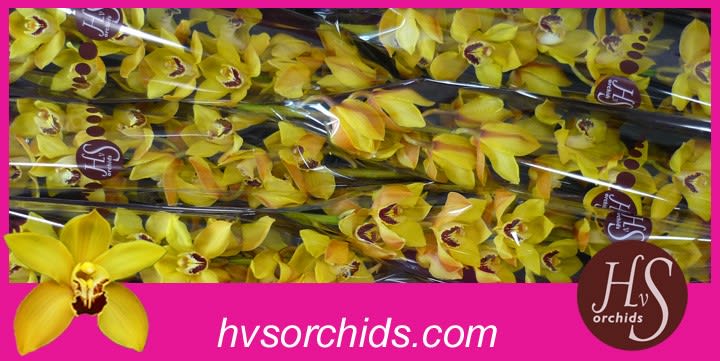 Срезанные цветы оптом Cymbidium yellow cookbridge от 6шт.. из Голландии с доставкой по России