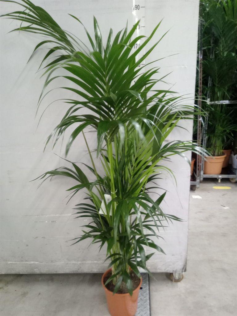 Горшечные цветы и растения оптом Howea Forsteriana от 1шт' из Голландии с доставкой по России