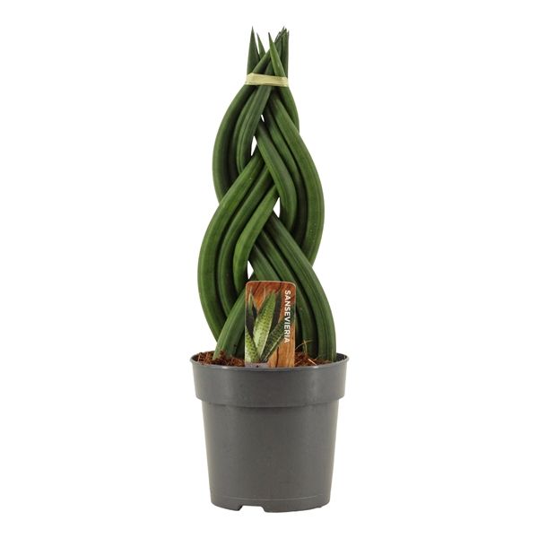 Горшечные цветы и растения оптом Sansevieria Cylindrica Braid от 10шт из Голландии с доставкой по России