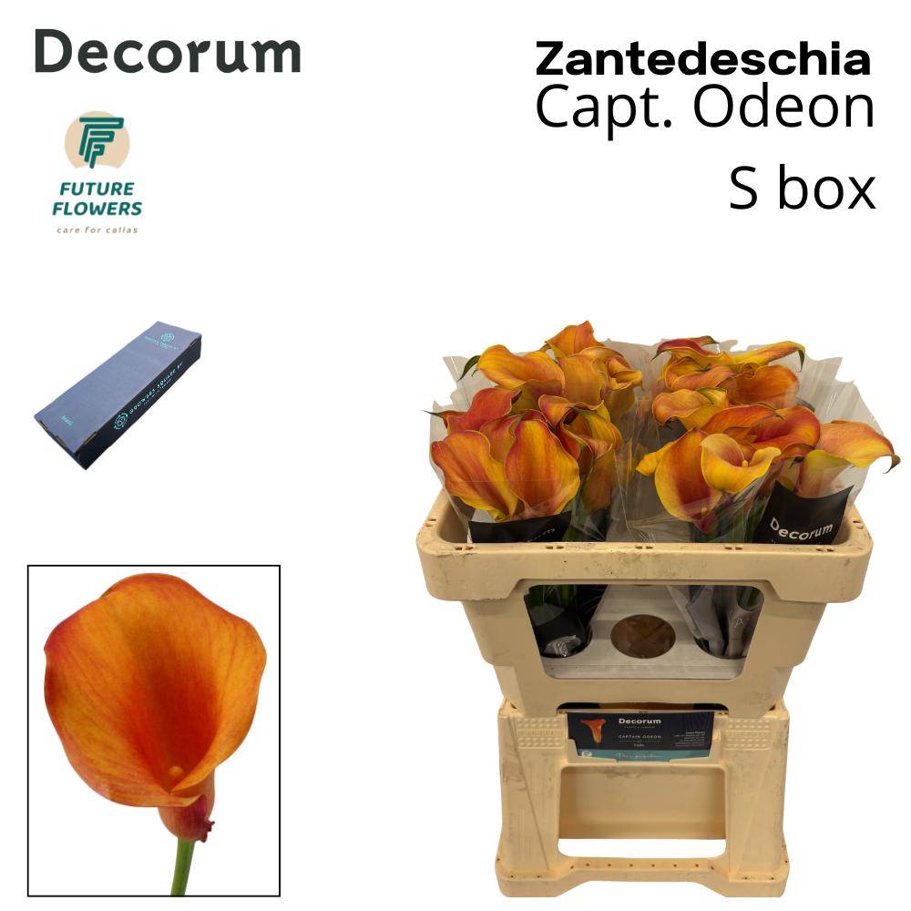 Срезанные цветы оптом Zantedeschia captain odeon от 20шт из Голландии с доставкой по России