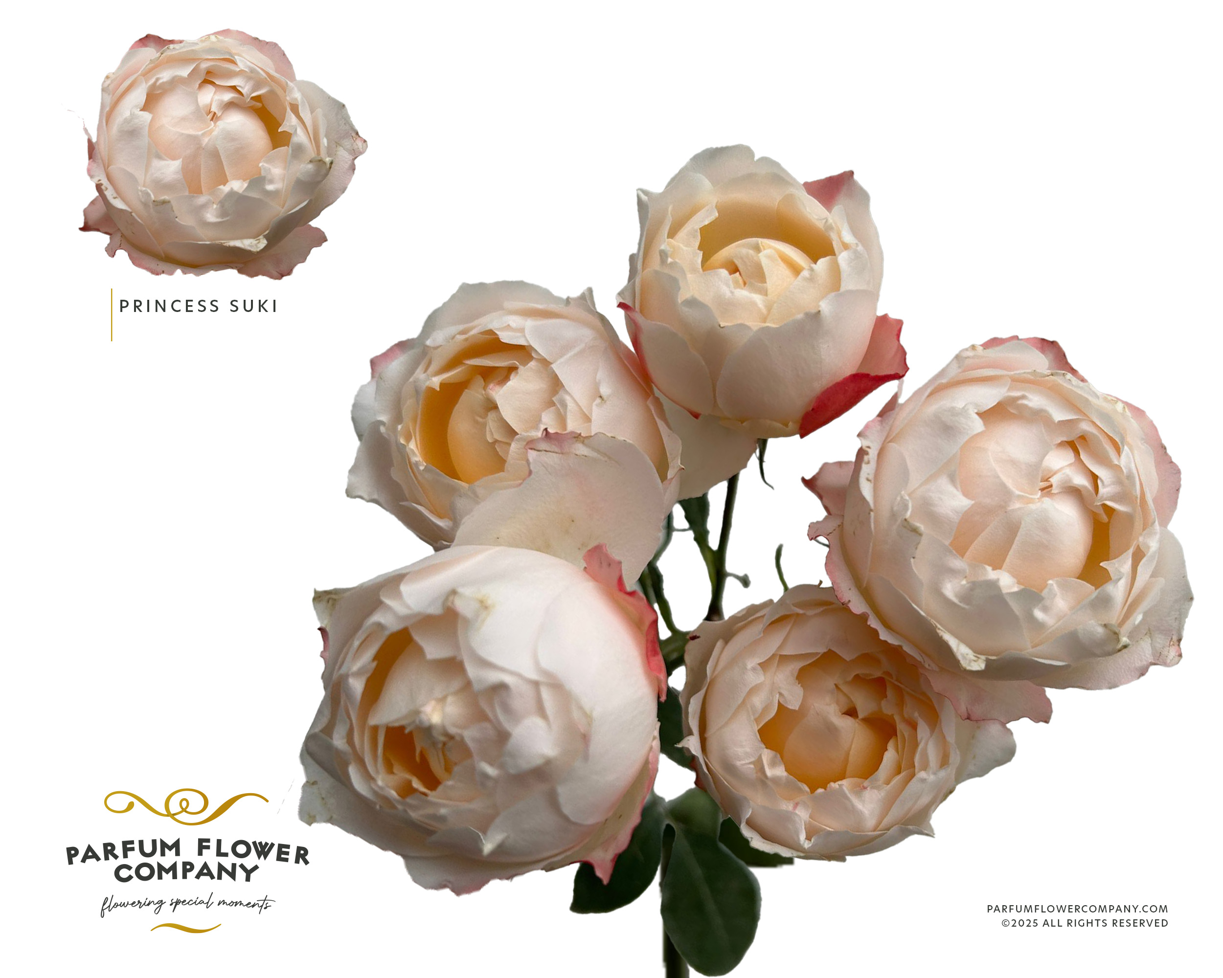 Срезанные цветы оптом Rosa spray garden princess suki от 12шт из Голландии с доставкой по России