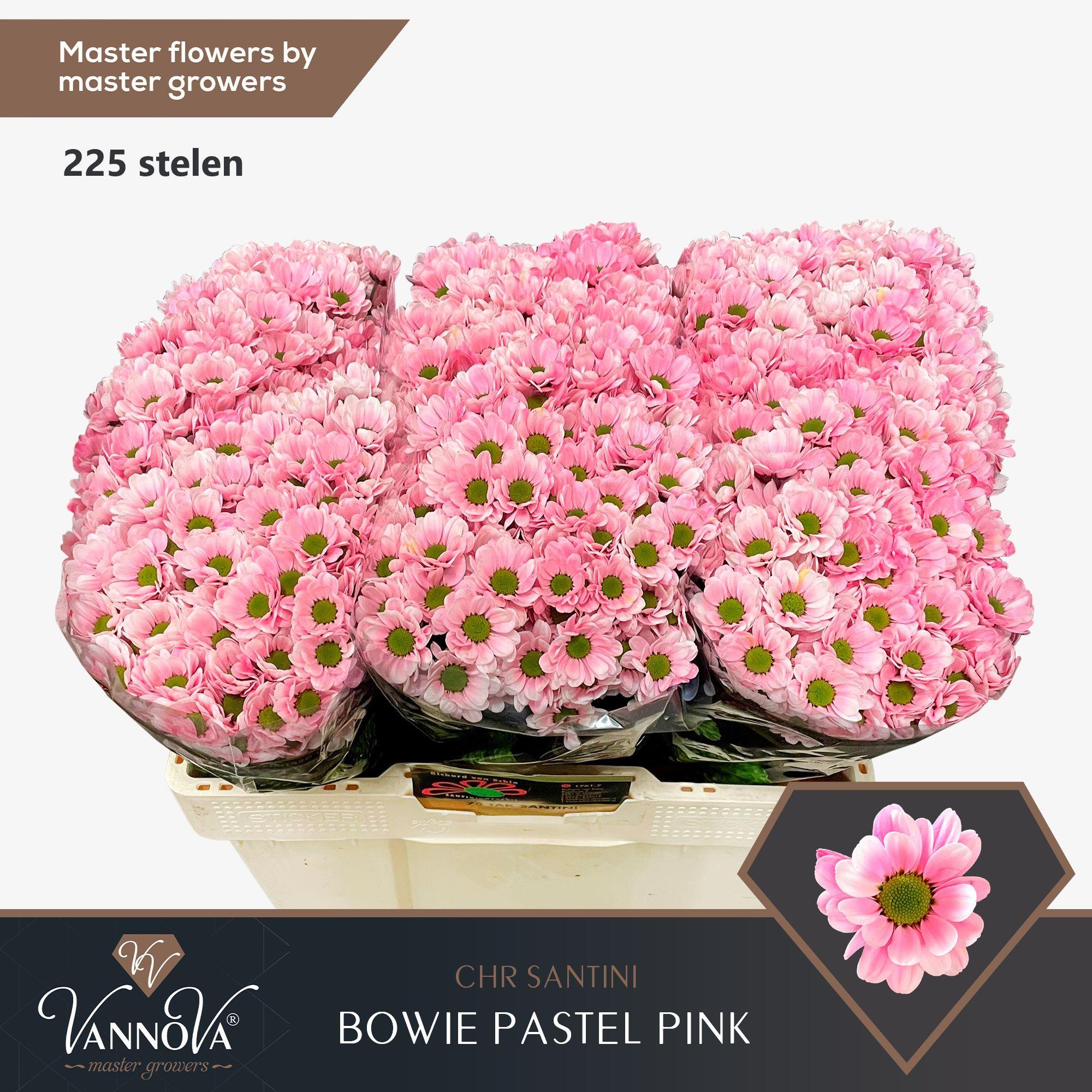 Срезанные цветы оптом Chrys sa paint bowie pastel pink от 75шт. из Голландии с доставкой по России