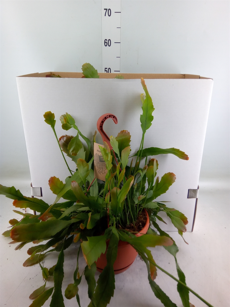 Горшечные цветы и растения оптом Lepismium Houlletianum от 3шт из Голландии с доставкой по России