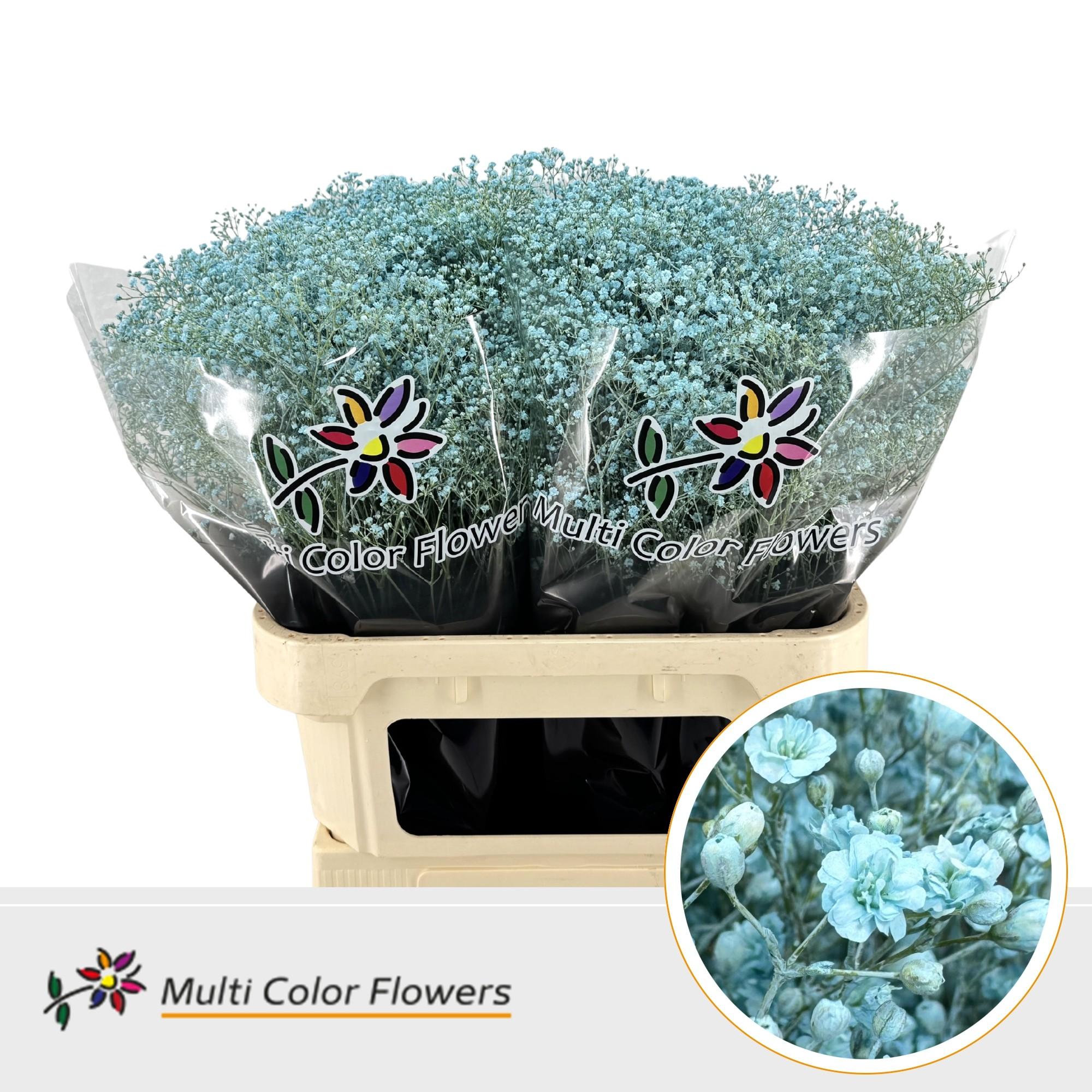 Срезанные цветы оптом Gyps fine paint blue light от 50шт. из Голландии с доставкой по России