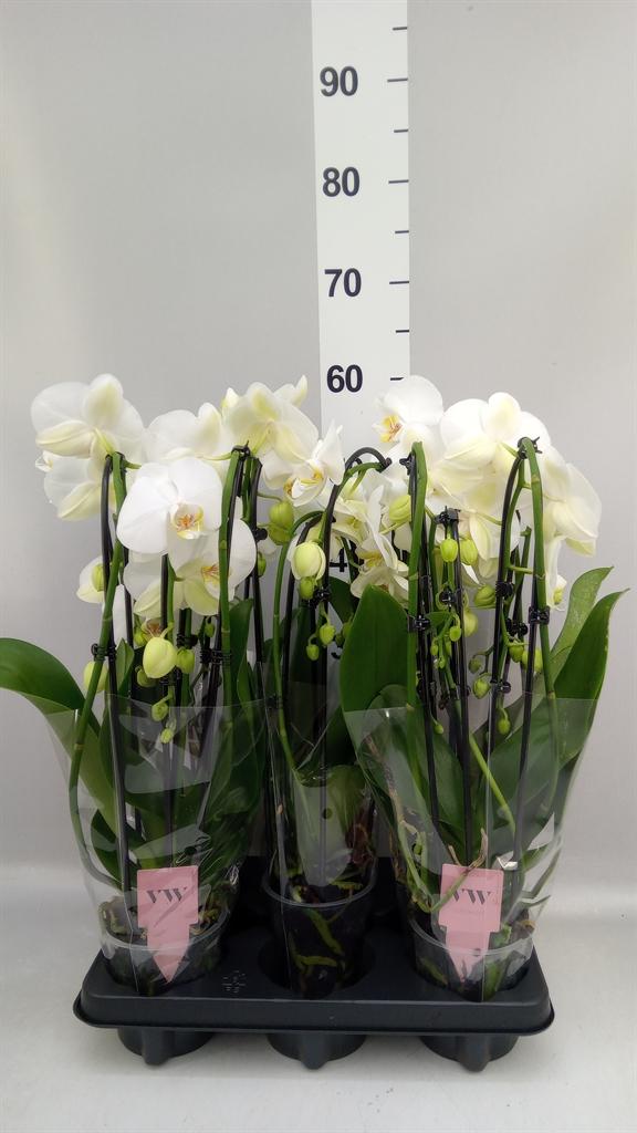 Горшечные цветы и растения оптом Phalaenopsis elegant Cascade от 5шт из Голландии с доставкой по России